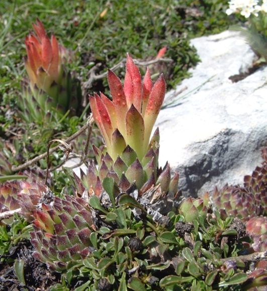 Sempervivum riccii (=Sempervivum italicum) / Semprevivo italico